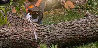 Reliable Harrah, OK Tree Care Services Solutions